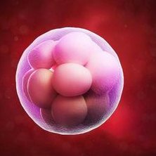 上海做试管婴儿成功率有多少？上海地区有哪些私立的机构可以做试管技术？